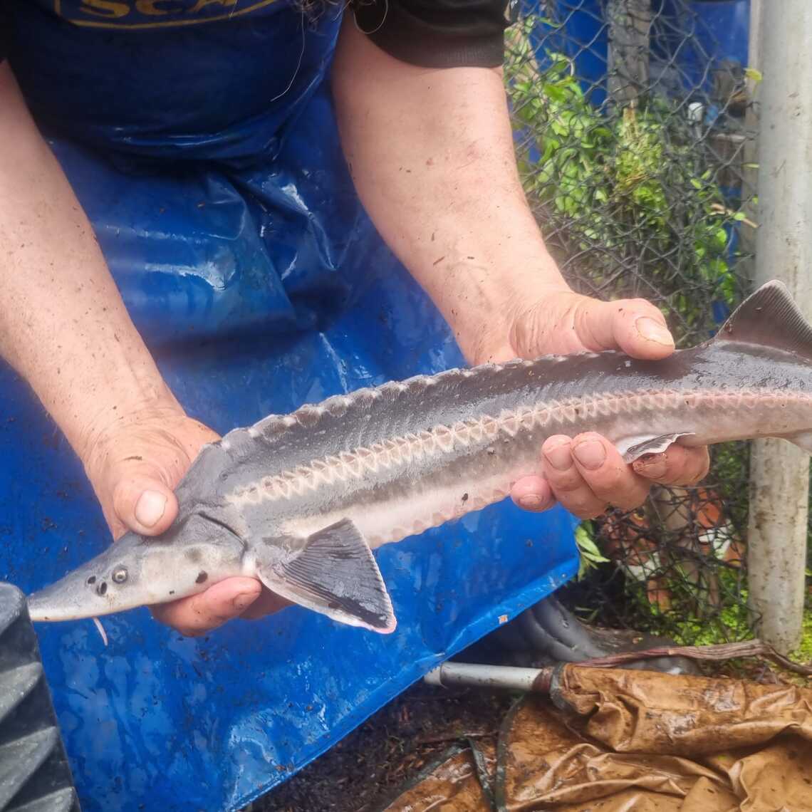 sturgeon in hands