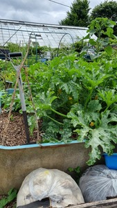 Decoupled aquaponic courgettes 