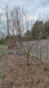 The peach tree